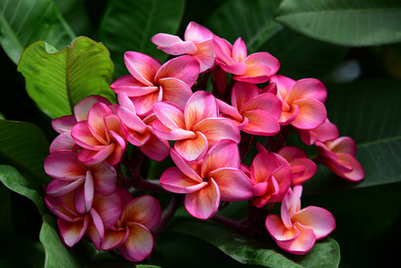 鸡蛋花或素馨花香水的味道开花图片