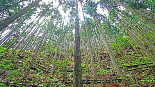 农村林地中的户外绿色森林树