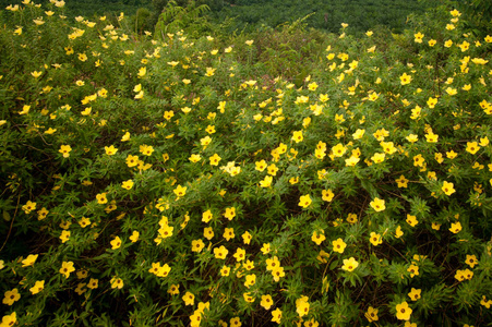 花和蜂黄色