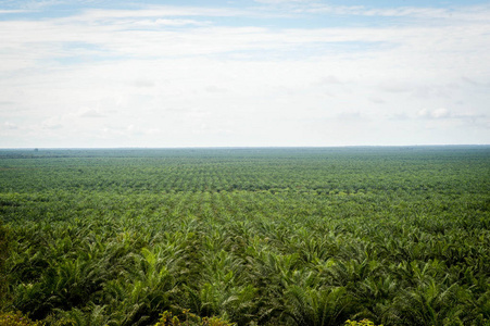棕榈油种植园婆罗洲加里曼丹印度尼西亚
