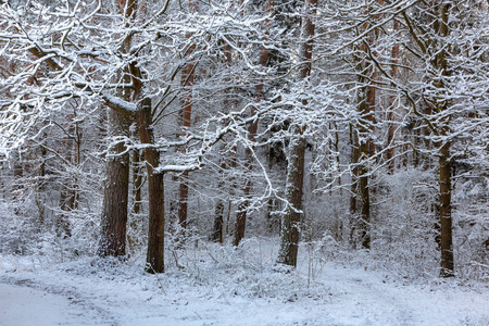 森林在降雪以后与雪包裹的松树, Bialowieza 森林, 波兰, 欧洲