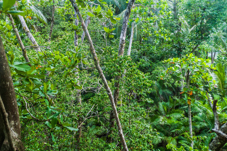 哥斯达黎加国家公园的丛林