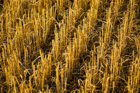 面包卷的草垛上的字段。夏季农场景色与背景下的美丽的日落的干草堆。农业 Concept.Harvest 概念