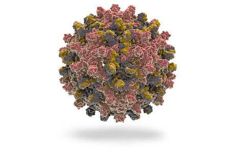 乙肝病毒。乙型肝炎病毒 Hbv Pdb 1qgt 的结构, 属 Orthohepadnavirus 属的一种, 属 He