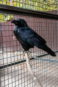 大黑乌鸦坐在一个特写的分支
