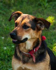 德国牧羊犬混合犬的肖像图片