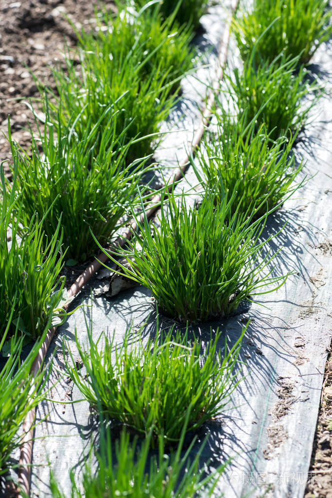 增长通过覆盖布的新鲜韭菜照片-正版商用图片0qy3de-摄图新视界