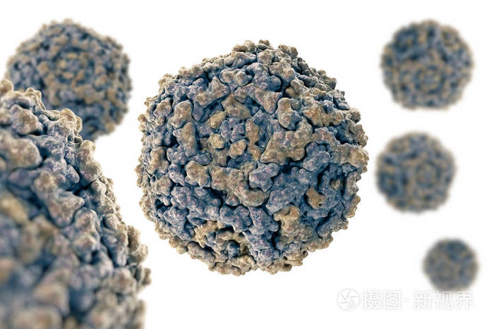 细小病毒 b19.人细小病毒 b19 的结构.