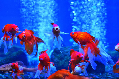 一群红鱼漂浮在水族馆附近的气泡和石头底部照片