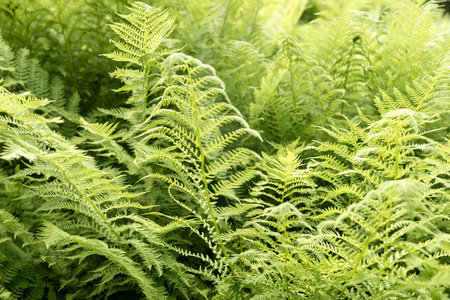 蕨类树叶在森林里。蕨类植物特写