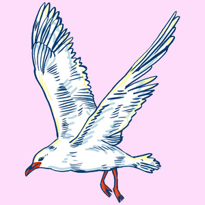 百科全书海鸥飞行鸟和海鸟.海,白色背景上分离.