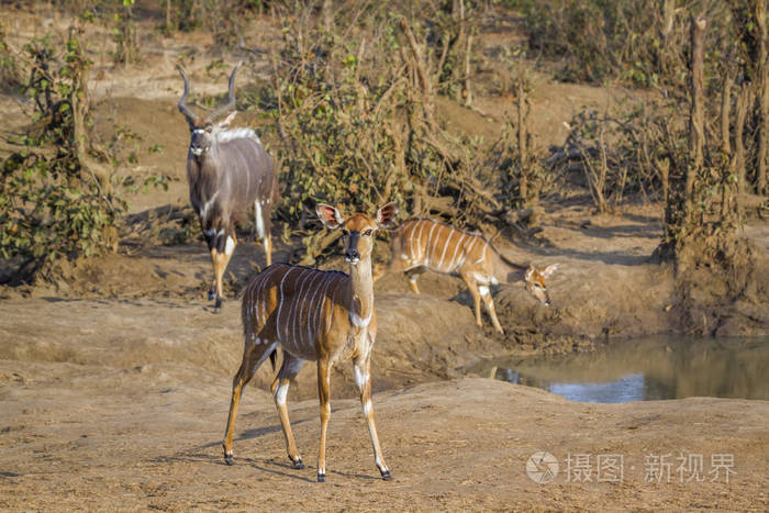 南非克鲁格国家公园的尼亚拉牛科 Tragelaphus angasii 家族的钱币