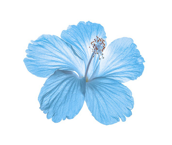 孤立在白色背景上的蓝色花