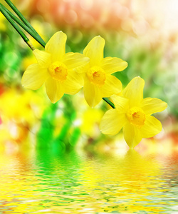 美丽的春天的花朵水仙花。黄色的花