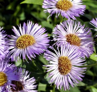 灯盏美丽的花朵 melkolepestnik 拉丁文名灯盏花照片