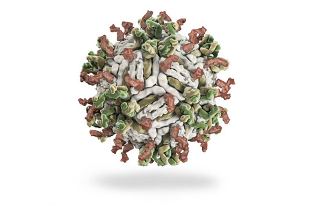 登革热病毒 pdb 4c2i 1 型与人抗体的复合体片段的结构照片