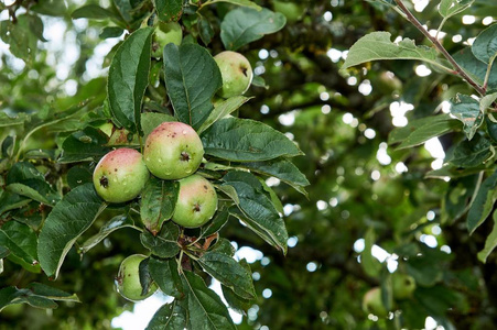 在花园里种植水果的苹果树