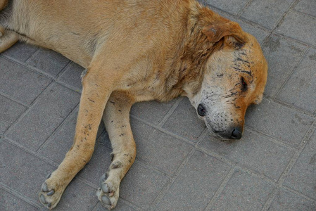 大棕色流浪狗睡在人行道上