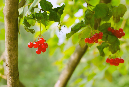 琼花的红色浆果 Bunches