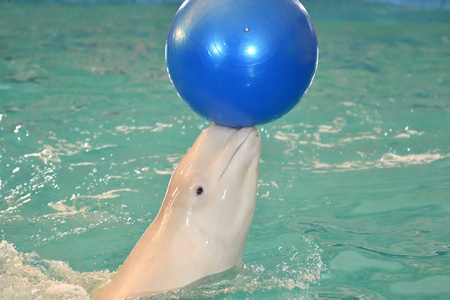 Belukha 类型的锯齿鲸用球进行运动