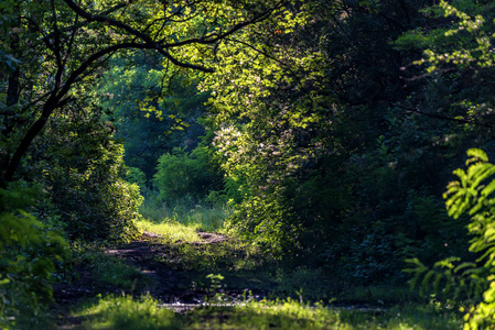 阳光明媚的夏日森林漫步之路照片