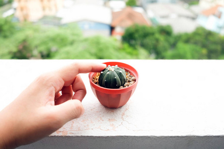 办公宝女子手摸仙人掌在宝照片