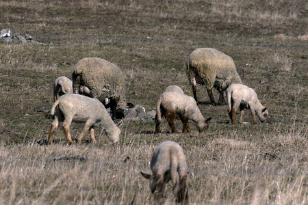 小羊吃草草甸在春天