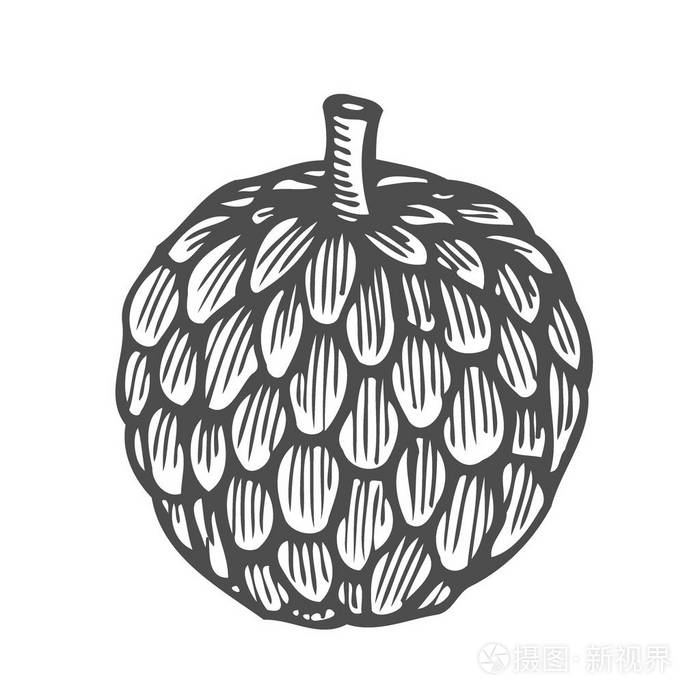 手绘蛇麻草-单色矢量图