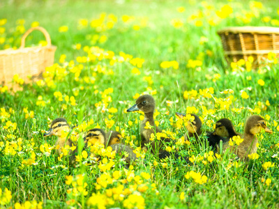 可爱和柔软的小鸭子的梦幻般的肖像聚集在明亮的绿草与黄色野花在一个