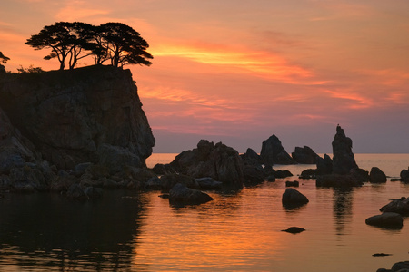 在黎明的陡峭海边风景松树