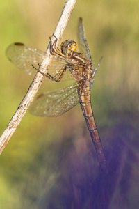 美丽的自然场面与蜻蜓龙骨撇嘴 Orthetrum coerulescens。蜻蜓龙骨撇嘴 Orthetrum coerul