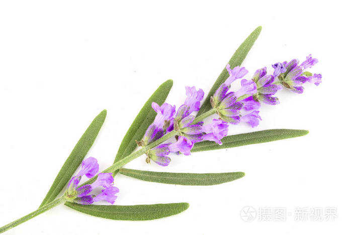 在白色背景上的叶子分离的薰衣草枝.顶部视图.平躺模式