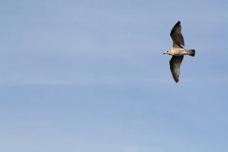 Seagul 在蓝色的天空中飞翔