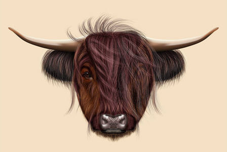 苏格兰的公牛图片