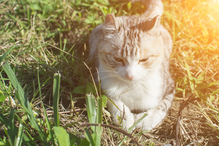 在室外的家猫