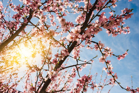 盛开的樱花树枝多云的蓝天的衬托