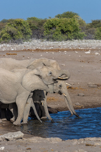 水坑大象喝水