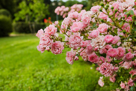 夏天粉红色的玫瑰灌木盛开在花园里