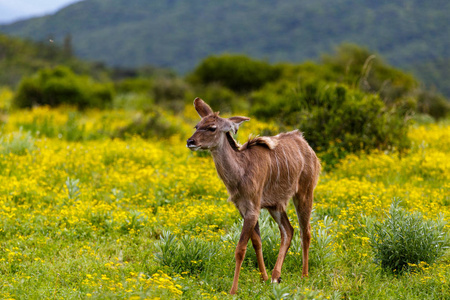 婴儿女羚走在菊花之间的田野