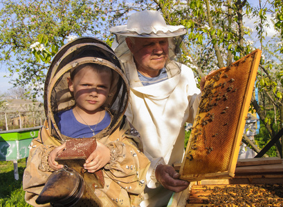 养蜂人祖父和孙子研究蜜蜂蜂巢
