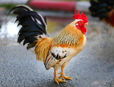 大公鸡图片-大公鸡素材-大公鸡插画-摄图新视界