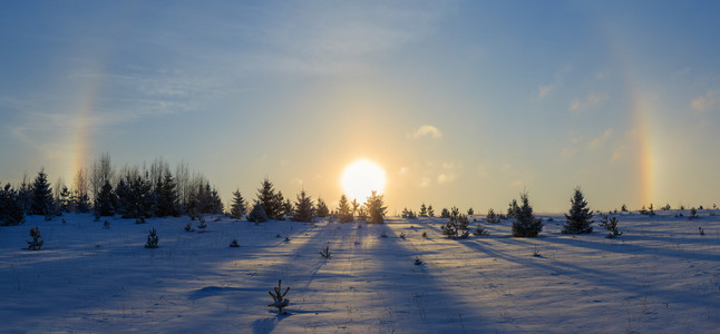 太阳在森林图片