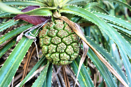 热带果树香兰。菲律宾