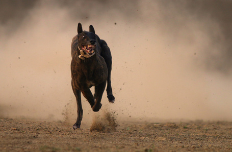 灵缇犬在竞赛中照片