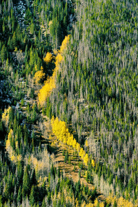 在洛基山国家公园秋季的白杨格罗夫。科罗拉多, 美国