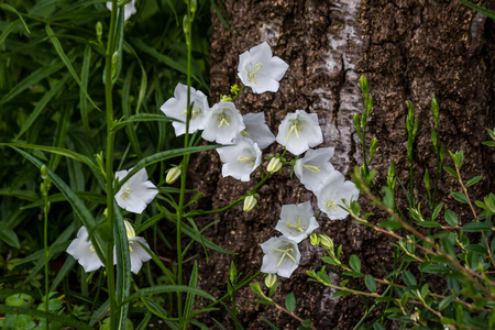 Campanulas Carpatica 白, 作为背景