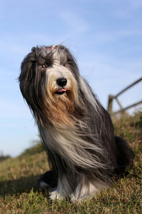 在阳光明媚的日子坐在户外的大胡子牧羊犬狗