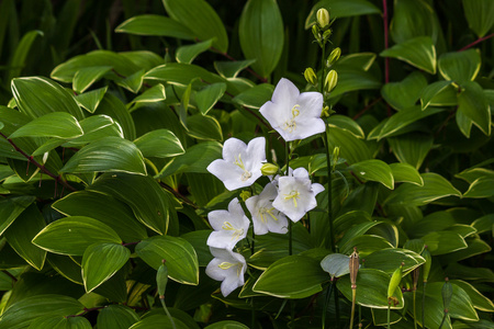 Campanulas Carpatica 白, 作为背景