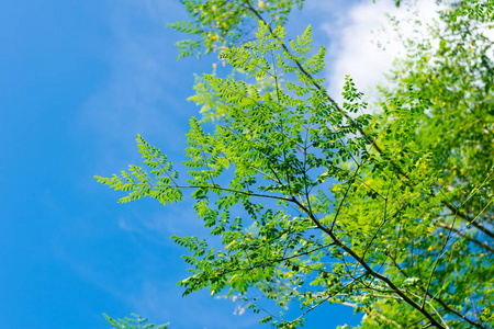蓝天上的绿叶树背景