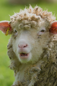 在农田上放牧绵羊图片